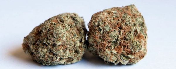Mango-Kush-Marijuana-Strain-600x235-1.jpg
